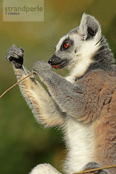 Katta (Lemur catta)  Vorkommen auf Madagaskar  captive  Nordrhein-Westfalen  Deutschland  Europa