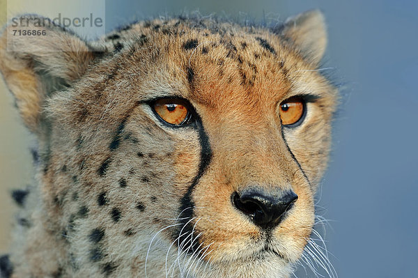Gepard (Acinonyx jubatus)  Portrait  Vorkommen in Afrika  captive  Deutschland  Europa