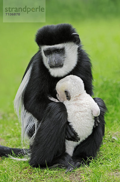 Mantelaffe oder Guereza (Colobus guereza) mit Jungtier  Vorkommen in Afrika  captive  Niederlande  Europa