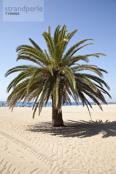 Europa Strand Baum Sand Palme Katalonien Spanien