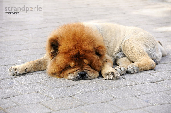 Wegen der Hitze geschorener Chow-Chow schläft auf einem Steinpflaster