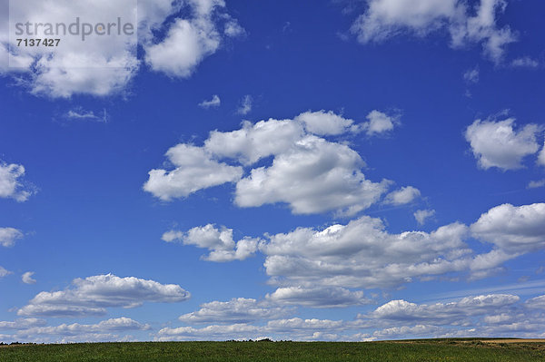 Schönwetterwolken  (Cumulus) über Wiese