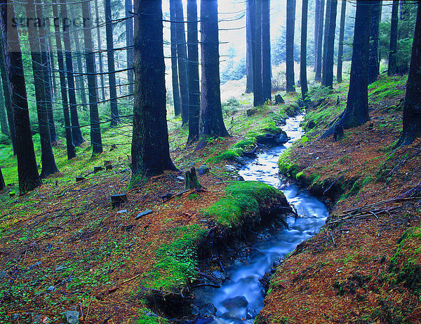 Wald mit Bach  Sistrans  Tirol  Österreich