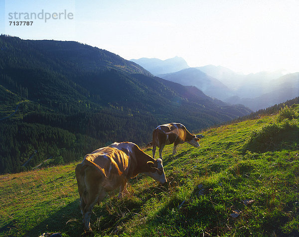 Zwei Kühe auf der Alm  Thiersee  Tirol  Österreich