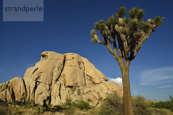 Josua-Palmlilie  Josuabaum  Joshua Tree (Yucca brevifolia)  vor Monzogranit-Felsformation  Hidden Valley  Joshua Tree Nationalpark  Mojave-Wüste  Kalifornien  Südwesten  Vereinigte Staaten von Amerika  USA