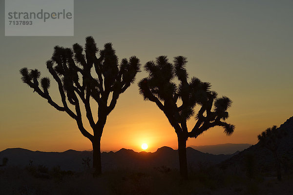Sonnenuntergang  Josua-Palmlilie  Josuabaum  Joshua Tree (Yucca brevifolia)  Joshua Tree Nationalpark  Mojave-Wüste  Kalifornien  Südwesten  Vereinigte Staaten von Amerika  USA