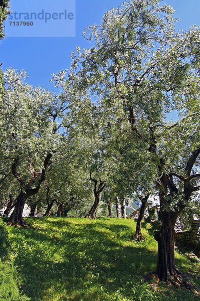 Olivenbäume  Lombardei  Norditalien  Italien  Europa