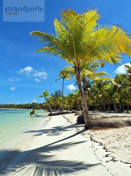 Palmen an der Playa Bavaro  Punta Cana  Dominikanische Republik  Karibik  Amerika