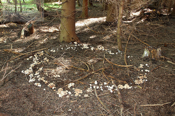 Pilze  Gefleckte Rüblinge (Collybia maculata)  in einem sog. Hexenring gewachsen  Allgäu  Bayern  Deutschland  Europa