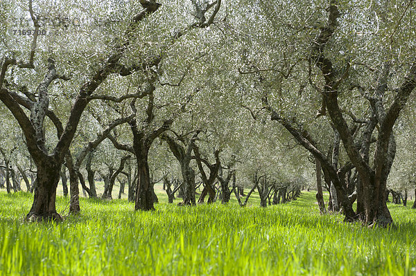 Olivenhain  grünes Gras  bei Bolsena  Latium  Italien  Südeuropa  Europa