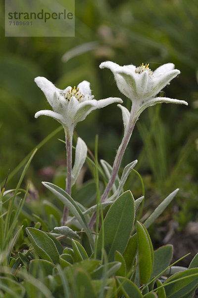 Edelweiß (Leontopodium alpinum)  Rosskogel  Rofan-Gebirge  Tirol  Österreich  Europa