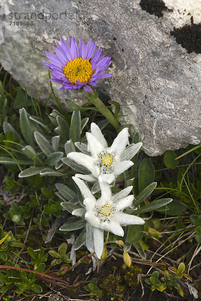 Edelweiß (Leontopodium alpinum)  Rosskogel  Rofan-Gebirge  Tirol  Österreich  Europa