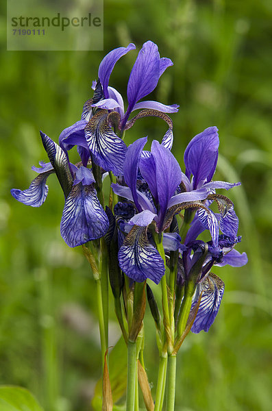 Sibirische Schwerlilie (Iris sibirica)  Wörgl  Tirol  Österreich  Europa