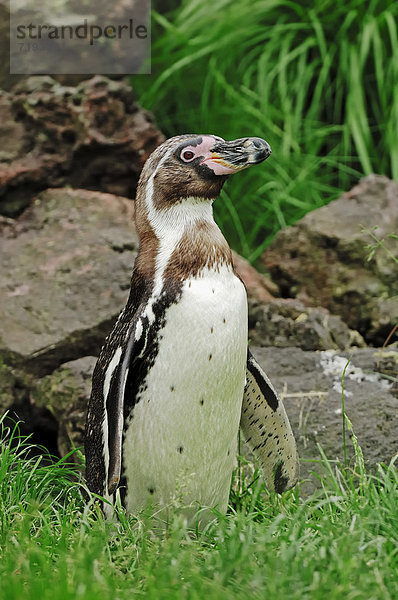 Humboldt-Pinguin  Humboldtpinguin (Spheniscus humboldti)  Vorkommen in Südamerika  captive  Deutschland  Europa