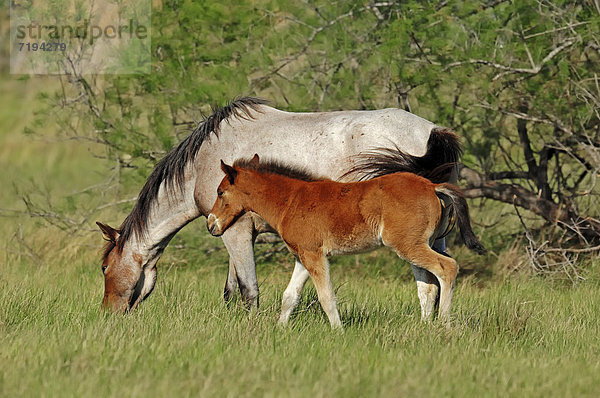 Hauspferd (Equus ferus caballus)  Stute mit Fohlen  Provence  Südfrankreich  Frankreich  Europa