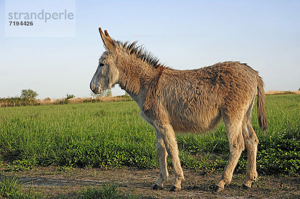Esel oder Hausesel (Equus asinus)  Provence  Südfrankreich  Frankreich  Europa