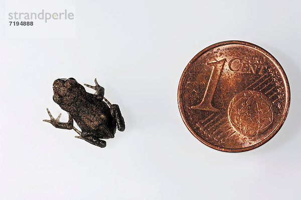 Erdkröte (Bufo bufo)  Jungtier und 1-Cent-Stück im Größenvergleich  Nordrhein-Westfalen  Deutschland  Europa