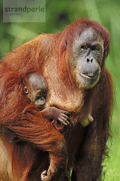 Sumatra-Orang-Utan (Pongo pygmaeus abelii  Pongo abelii)  Weibchen mit Jungtier  Vorkommen auf Sumatra  Asien  captive  Deutschland  Europa