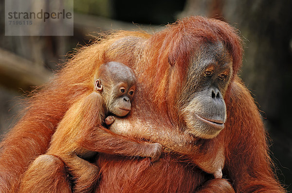 Sumatra-Orang-Utan (Pongo pygmaeus abelii  Pongo abelii)  Weibchen mit Jungtier  Vorkommen auf Sumatra  Asien  captive  Deutschland  Europa