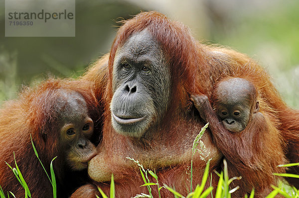 Sumatra-Orang-Utan (Pongo pygmaeus abelii  Pongo abelii)  Weibchen mit Jungtieren  Vorkommen auf Sumatra  Asien  captive  Deutschland  Europa