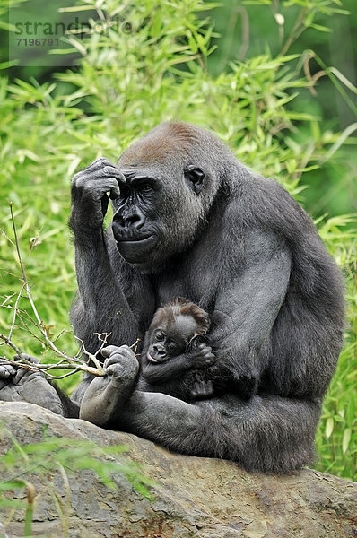 Westlicher Flachlandgorilla (Gorilla gorilla gorilla)  Weibchen mit Jungtier  Vorkommen in Afrika  captive  Niederlande  Europa