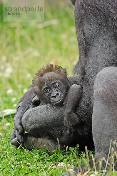 Westlicher Flachlandgorilla (Gorilla gorilla gorilla)  Jungtier  Vorkommen in Afrika  captive  Niederlande  Europa