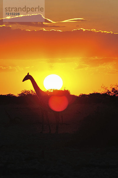 Giraffe im Sonnenuntergang in Okaukuejo  Etosha Nationalpark  Namibia  Afrika