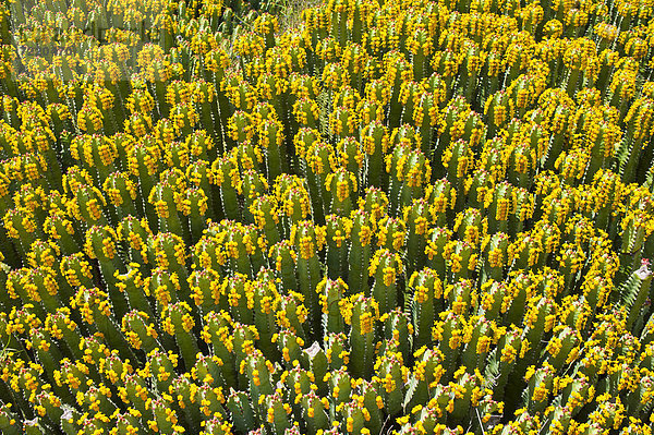 Blühende Euphorbienpolster (Euphorbia)  Hoher Atlas  Marokko  Afrika