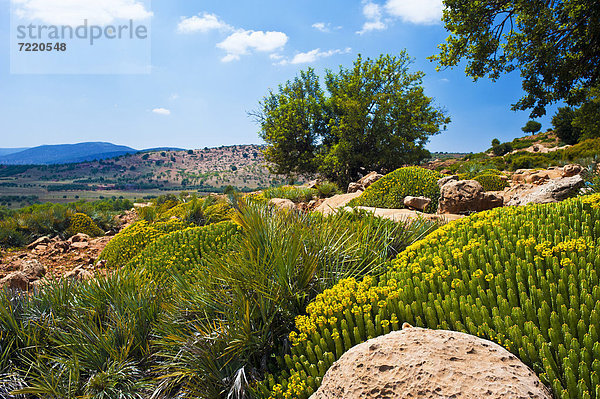 Blühende Euphorbienpolster (Euphorbia)  Hoher Atlas  Marokko  Afrika