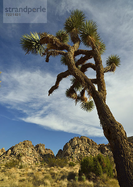 Josua-Palmlilie  Josuabaum  Joshua Tree (Yucca brevifolia)  Joshua Tree Nationalpark  Mojave-Wüste  Kalifornien  Südwesten  Vereinigte Staaten von Amerika  USA
