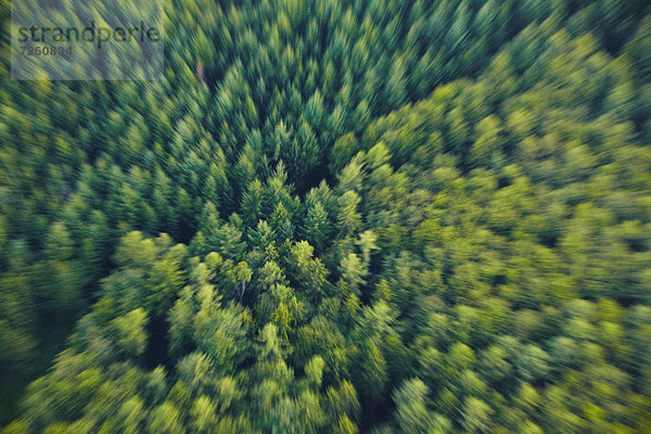 Wald  Meßkirch  Oberschwaben  Baden-Württemberg  Deutschland  Europa