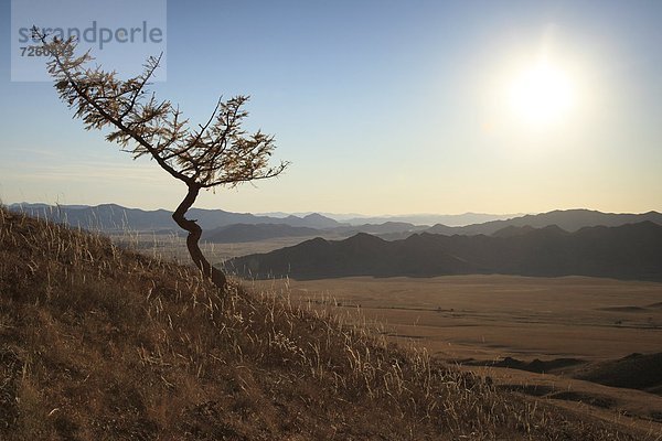 Baum  Hügel  Seitenansicht  Einsamkeit  Mongolei  Asien  Zentralasien