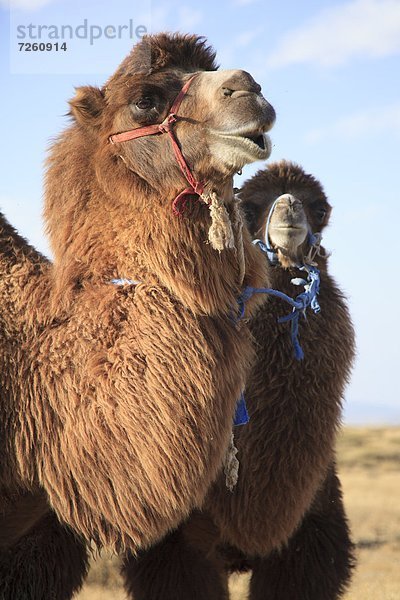 Schutz  Asien  Kalb  Kamel  Zentralasien  Mongolei