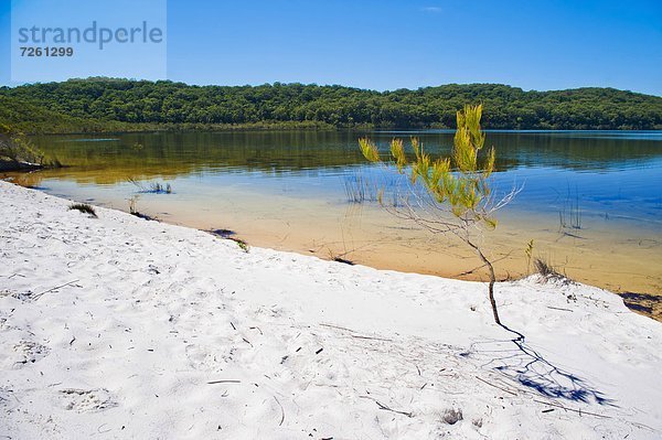 Strand  See  weiß  Sand  Pazifischer Ozean  Pazifik  Stiller Ozean  Großer Ozean  UNESCO-Welterbe  Australien  Fraser Island  Queensland