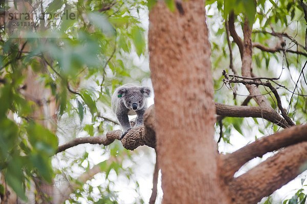 Koala  Phascolarctus cinereus  Hafen  Krankenhaus  Pazifischer Ozean  Pazifik  Stiller Ozean  Großer Ozean  Australien  New South Wales