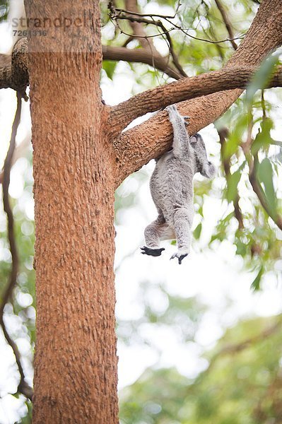 Koala  Phascolarctus cinereus  Hafen  Krankenhaus  Pazifischer Ozean  Pazifik  Stiller Ozean  Großer Ozean  Australien  New South Wales
