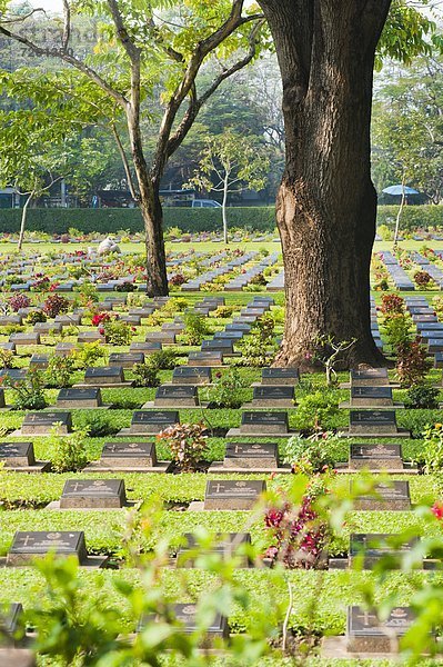 zwischen  inmitten  mitten  Baum  Krieg  Südostasien  Grabmal  Asien  Friedhof  Kanchanaburi  Thailand