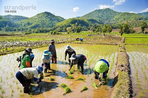 nahe  Hügel  Reis  Reiskorn  Südostasien  Asien  anpflanzen  Thailand