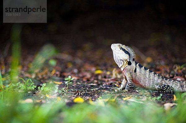 Pazifischer Ozean Pazifik Stiller Ozean Großer Ozean Australien australisch Brisbane Drache Queensland