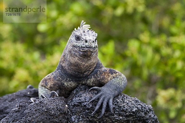 Ecuador  Fernandina Island  Galapagosinseln  Südamerika