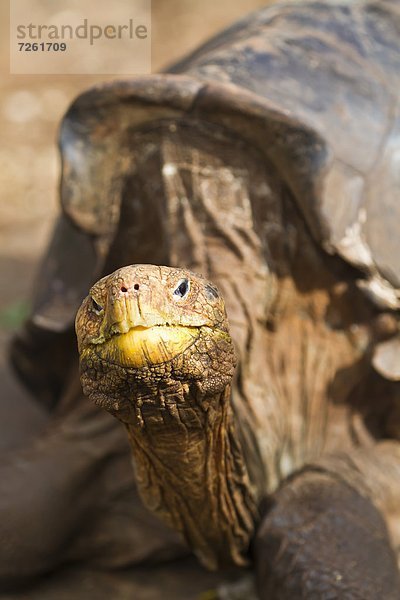 Galapagosinseln  Gefangenschaft  Ecuador  Südamerika  Landschildkröte  Schildkröte
