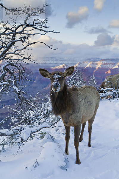 Vereinigte Staaten von Amerika  USA  Nordamerika  Arizona  Grand Canyon Nationalpark  UNESCO-Welterbe  South Rim