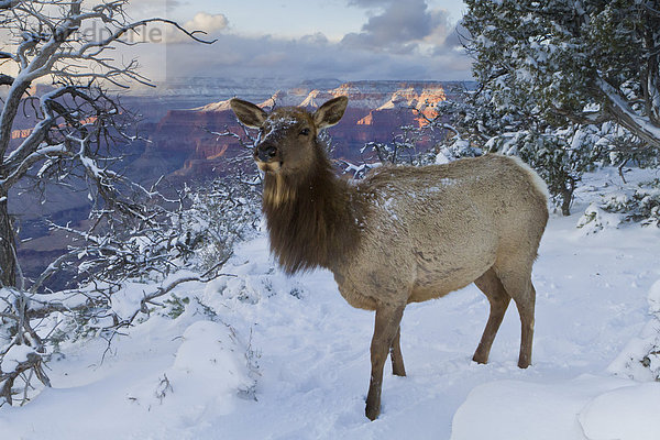 Vereinigte Staaten von Amerika  USA  Nordamerika  Arizona  Grand Canyon Nationalpark  UNESCO-Welterbe  South Rim