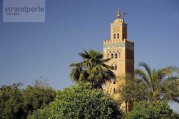 Nordafrika  Baum  umgeben  Marrakesch  Koutoubia-Moschee  Afrika  Minarett  Marokko  Moschee