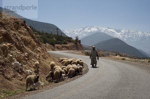 Nordafrika  Berg  Mann  Schaf  Ovis aries  Fernverkehrsstraße  Hintergrund  bedecken  Afrika  hüten  Marokko  Schnee