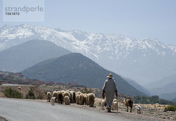 Nordafrika  Berg  Mann  Schaf  Ovis aries  Fernverkehrsstraße  Hintergrund  Afrika  hüten  Marokko