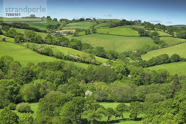 Europa  Großbritannien  Devon  England