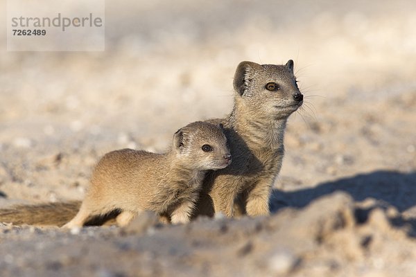 Südliches Afrika  Südafrika  gelb  jung  Afrika  Mungo