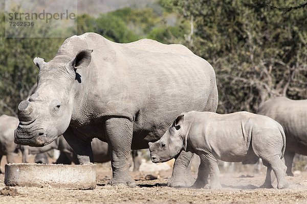 Südliches Afrika  Südafrika  weiß  Afrika  Kalb  Mpumalanga