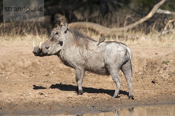 Südliches Afrika  Südafrika  Afrika